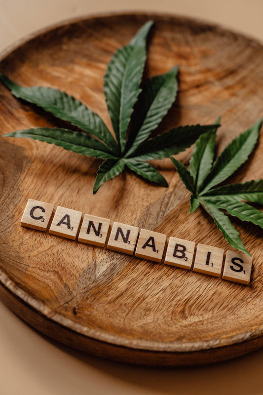 Come coltivare Cannabis con Torre aeroponica - LAB IDROPONICA