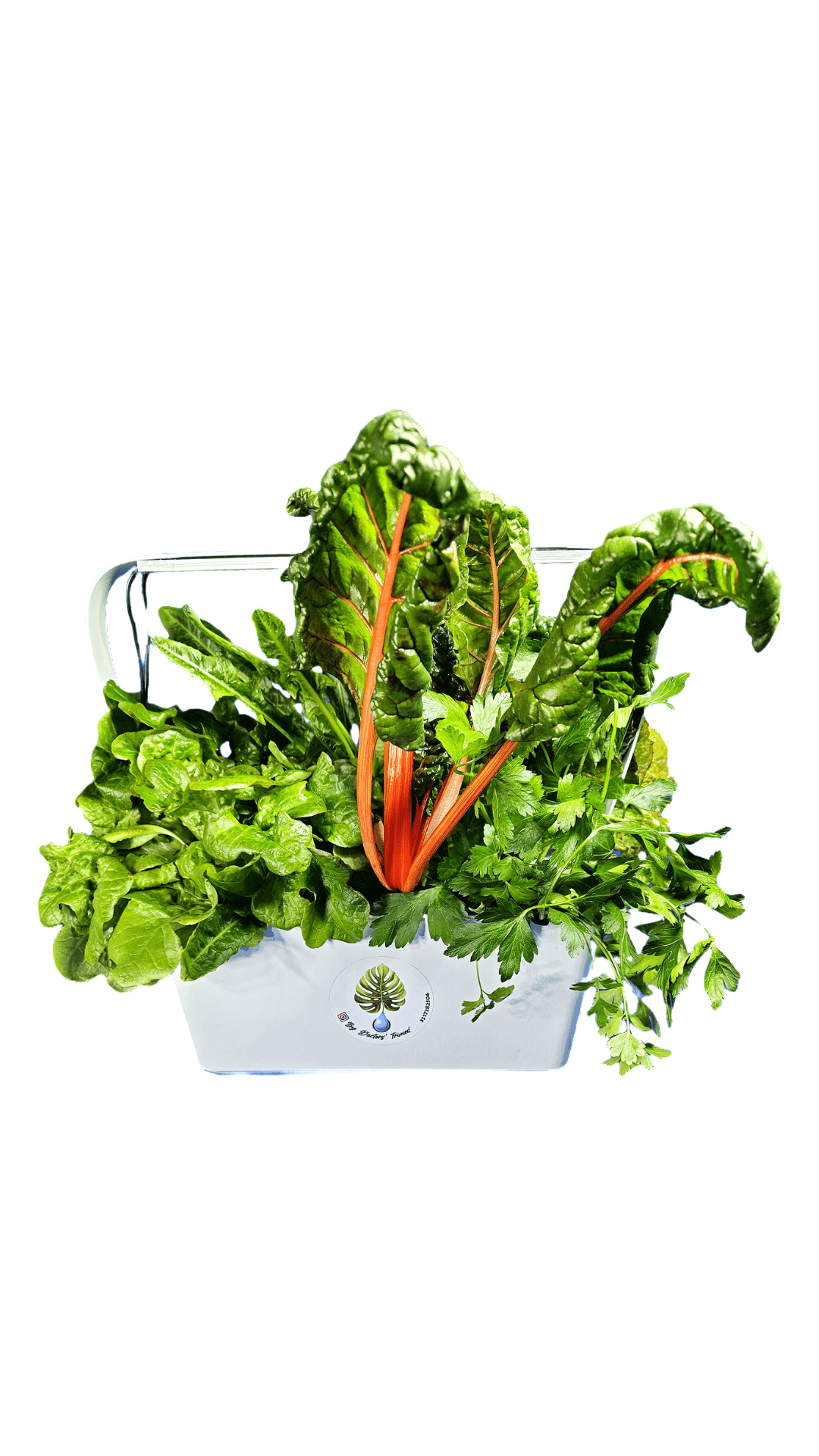 giardino cucina bio