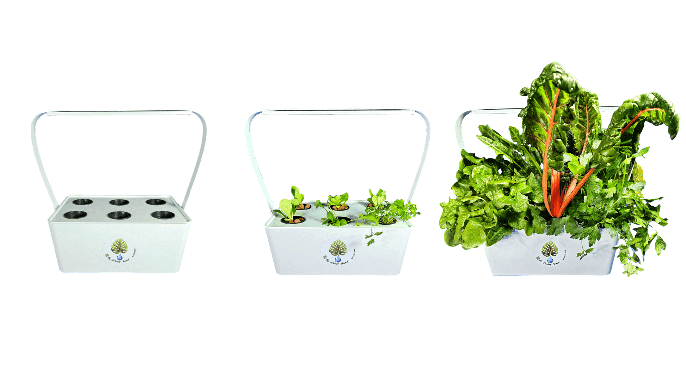 ortaggi cucina dieta sana bio organico