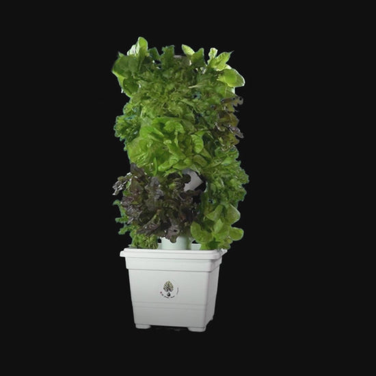 Video agricoltura idroponica